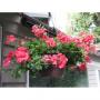 Seminte profesionale Pelargonium peltatum - Muscata curgatoare - imagine 49034